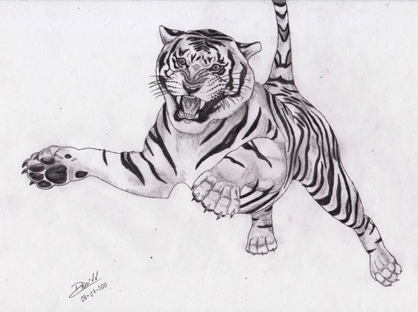 Tigres para dibujar a lapiz - Imagui