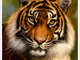 Pulsa para ver el tutorial completo. Dibujar_desde_cero_un_tigre_con_Corel_Photopaint_11610.jpg