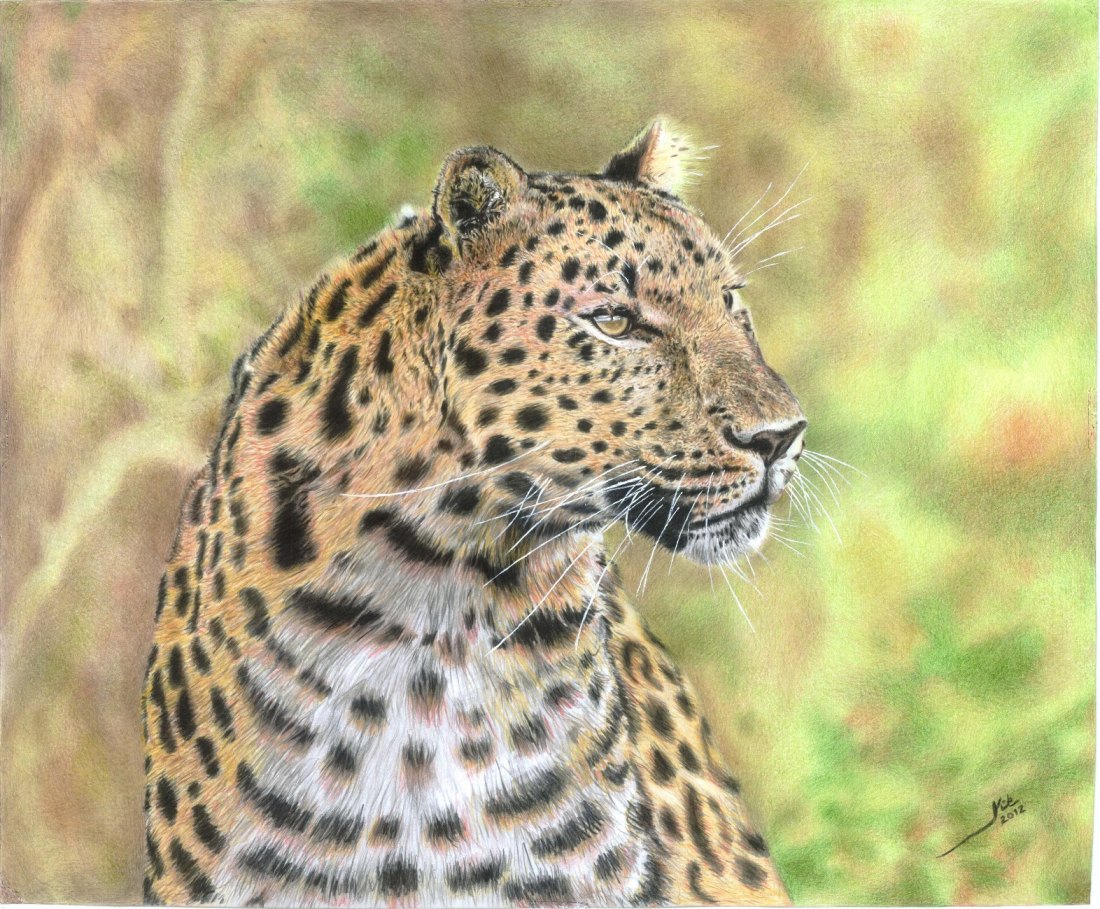 leopardo-por-kile-dibujando