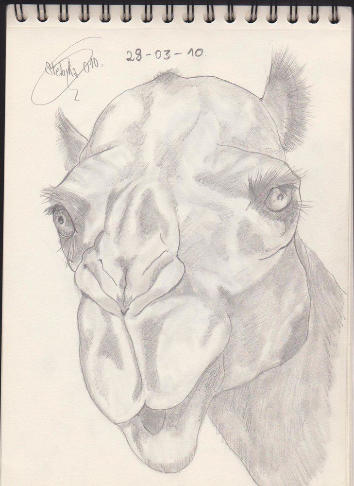 Camel_21390.jpg