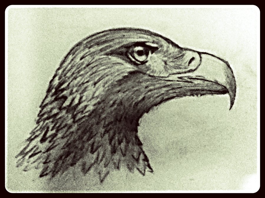 aguila_81208.jpg