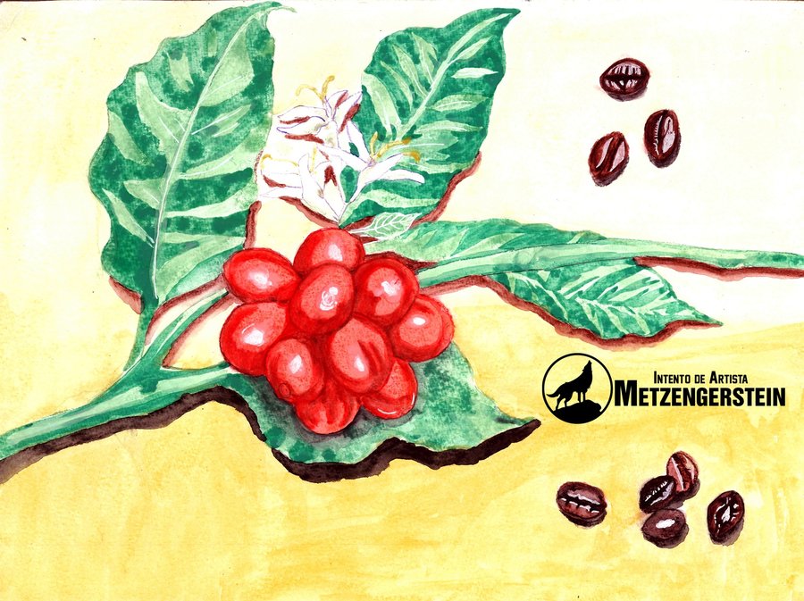 cafeto2_388327.jpg