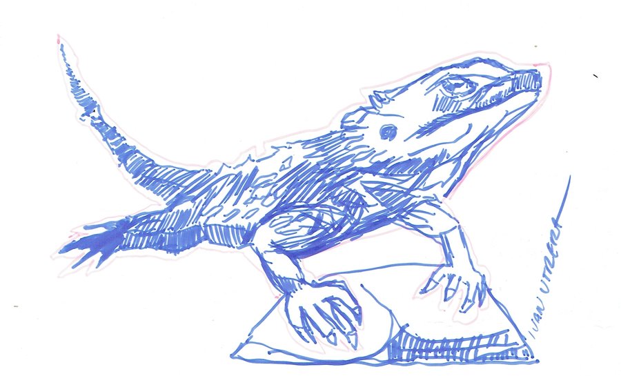 lagarto_485161.jpg