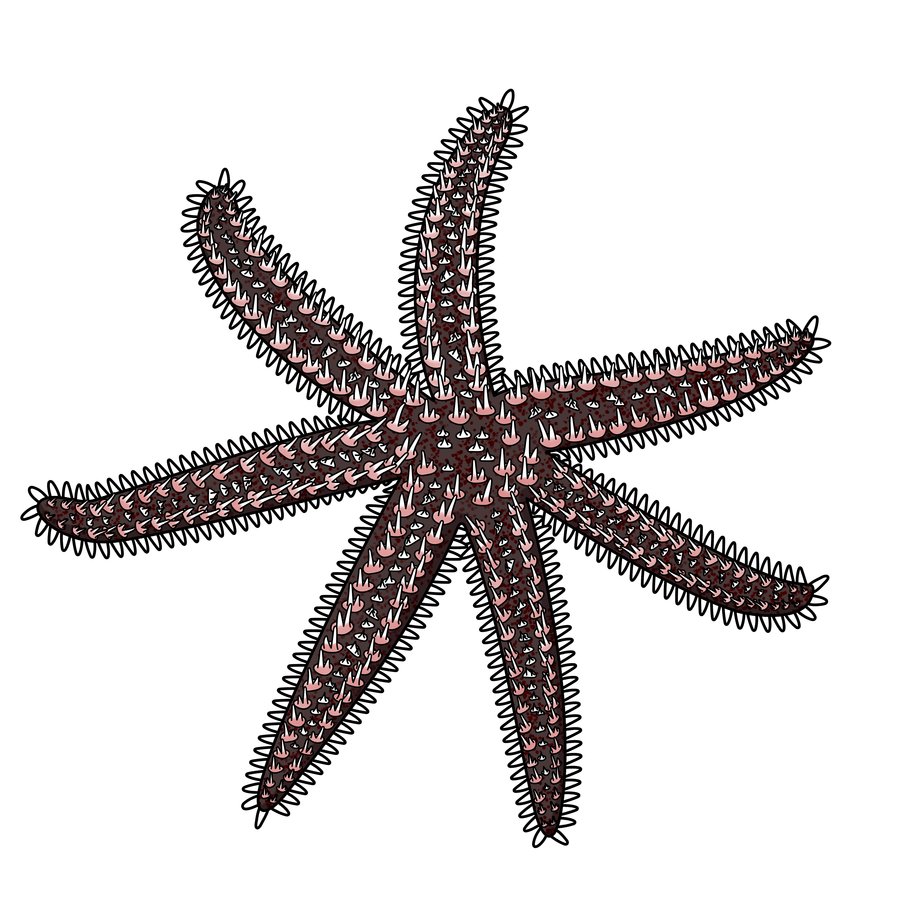 estrella_fin_491418.png