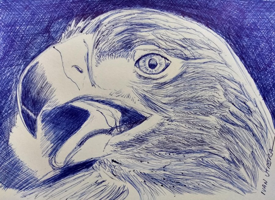 eagle01_496166.jpg