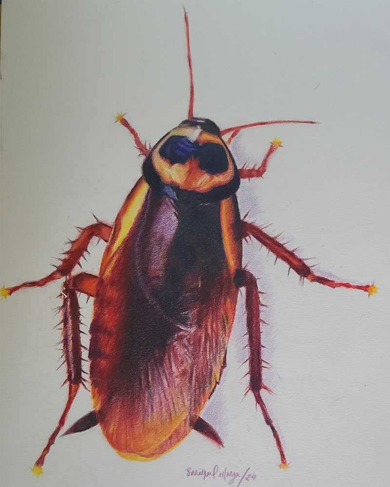 cucaracha_test_521975.png