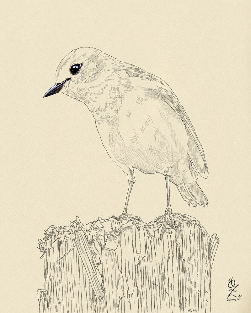 Bird_Pexels_Maria_argiroudaki_text_522012.png