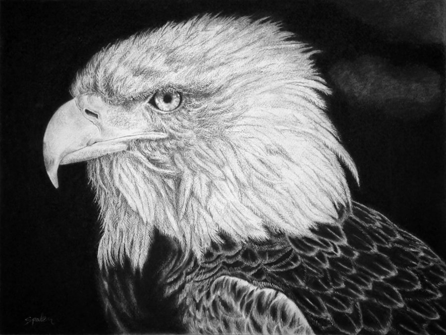 Eagle_514522.jpg