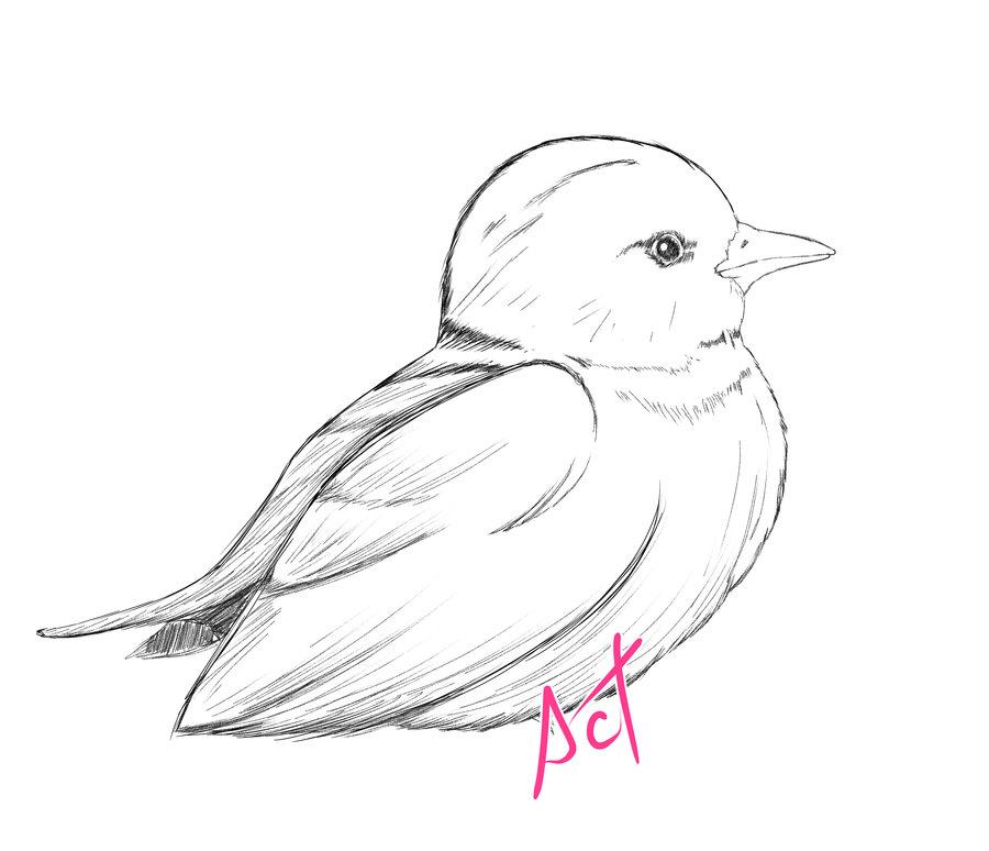 Pajaro_529882.jpg