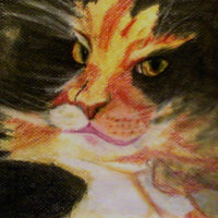 gatito