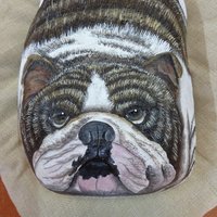 bulldog ingles sobre piedra