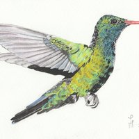 Picaflor en vuelo