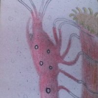 Retrato pequeño crustaceo.