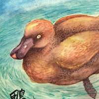 Pato