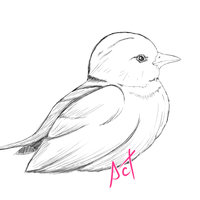 Pajaro random