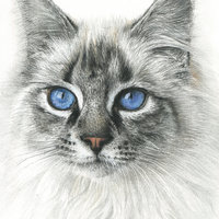 Gato