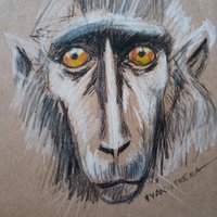 mono a carboncillo