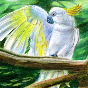 Cacatúa