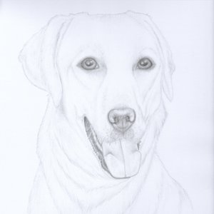 Yil, mi labradora