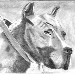 Presa Canario