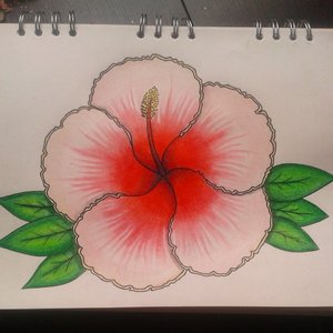 Flor Hibiscus - Color 
