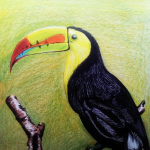 Tucan