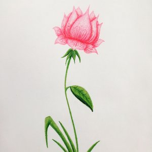 Flor rosa - natyart