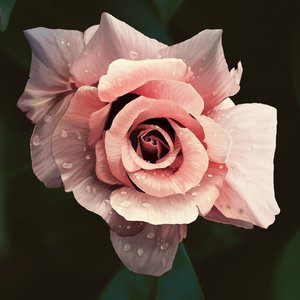 Rosa