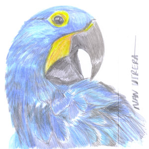 cotorro en lapices de colores