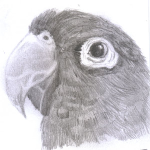 perico a lapiz