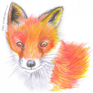 zorro en lapices de colores