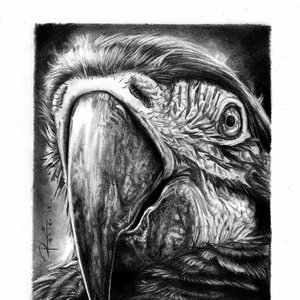 loro_grafito_306110.jpg