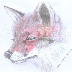 zorro en lapices de colores
