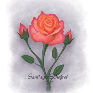 La típica rosa de toda la vida :)