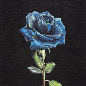 Rosa Azul