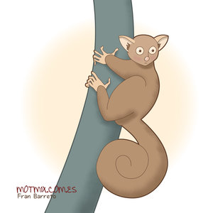 Lemur del senegal