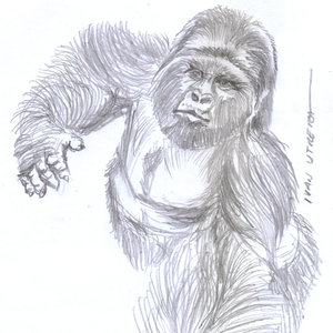gorila a lapiz