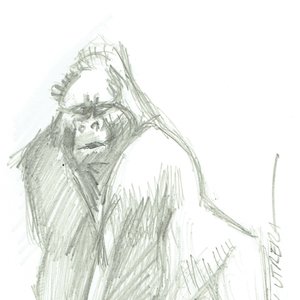 gorila a lapiz