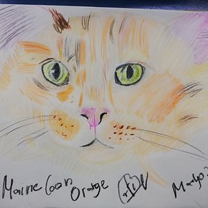 Maine coon orange