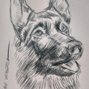 dog03_502227.jpg