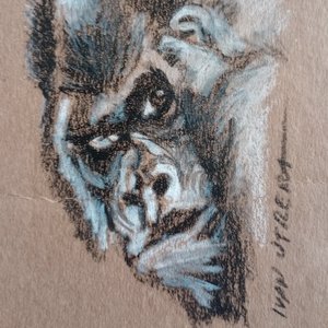 gorila a carboncillo