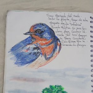 Golondrina y su habitat