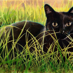 Black cat on the grass realistic portrait drawing
