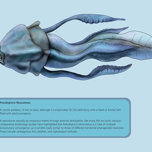 Pseudopiscis Musculatus