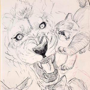 Gatos