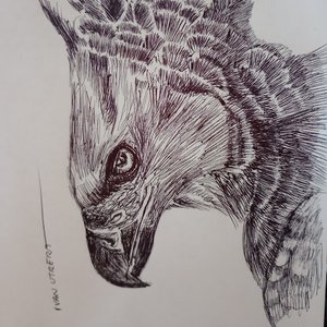 aguila a lapicero