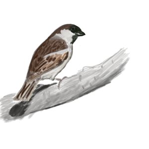Pajarito 