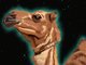 Camell_Pexels_text_491296.png
