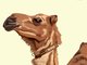 Camell_Pexels_text_491297.png