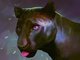 pantherDetails2_510572.png